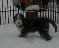 wow more snow 01.12.2010